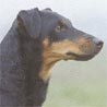 Deutscher Jagdterrier Deutscher Jagdterrier