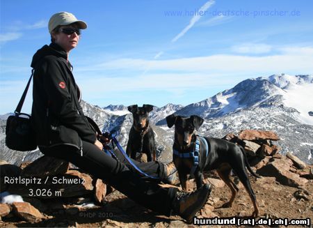 Deutscher Pinscher Gipfelst�rmerinnen (Wir LEBEN Familienhunde)