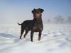 Deutscher Pinscher, Haller Barnabas