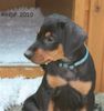 Deutscher Pinscher, Haller Deutsche Pinscher - Haller Clifford