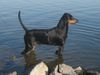 Deutscher Pinscher, Haller Bodhi