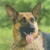 Deutscher Sch�ferhund