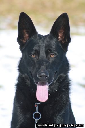Deutscher Sch�ferhund