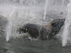 Deutscher Sch�ferhund, Das macht Spa�