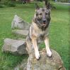 Deutscher Sch�ferhund, Das ist meine Bonnie