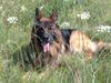 Deutscher Sch�ferhund, Pasha