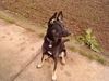 Deutscher Sch�ferhund, Mein Hund Akira-Sunshine