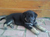 Deutscher Sch�ferhund, Akira-Sunshine mit 4 wochen
