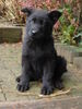 Deutscher Sch�ferhund, Iano-Black du Domaine de Ch�des