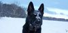 Deutscher Sch�ferhund, Merlin