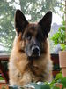 , Man(Frau) sagt �ber mich ,ich sei ein ganz toller Sch�ferhund,