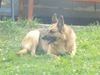 Deutscher Sch�ferhund
