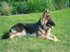 Deutscher Sch�ferhund, Diva vom Friesenherz
