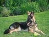 Deutscher Sch�ferhund, Diva vom Friesenherz