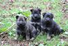 Deutscher Sch�ferhund, Welpen 