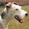 Foxterrier Drahthaar Foxterrier Drahthaar
