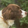 Drentse Patrijshond, Drentscher Hühnerhund Drentse Patrijshond, Drentscher Hühnerhund