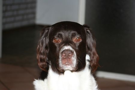 Drentse Patrijshond Flint