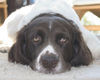 Drentse Patrijshond, Bobbie