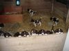 Drentse Patrijshond, 2000, 12 junge von eine hund! 