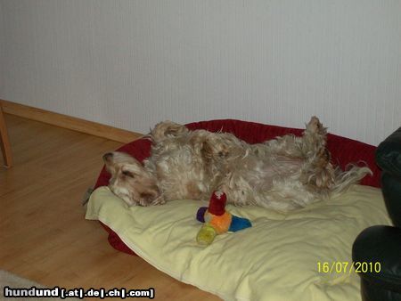 Englischer Cockerspaniel Daisy