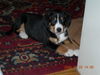 Entlebucher Sennenhund, Lennox 8 Wochen