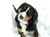 Entlebucher Sennenhund, H�rby liebt den Schnee