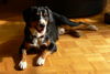 Entlebucher Sennenhund, Sabo