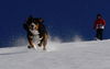 Entlebucher Sennenhund, Sabo