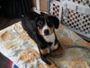 Entlebucher Sennenhund, Pacco im Sonnenraum
