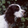 Epagneul Francais, Französischer Spaniel Epagneul Francais, Französischer Spaniel