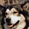 Eskimohund