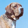 Fila Brasileiro