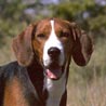 Finnischer Laufhund