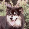 Finnischer Lapphund, Suomenlapinkoira Finnischer Lapphund, Suomenlapinkoira