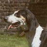 Französischer Laufhund Weiss-Schwarz
