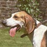 Französischer Laufhund Dreifarbig, Francais Tricolore Französischer Laufhund Dreifarbig, Francais Tricolore
