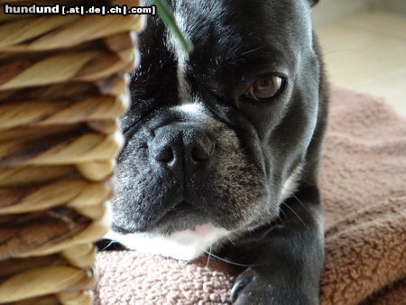 Franz�sische Bulldogge Versteckspiel