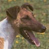 Foxterrier Glatthaar Foxterrier Glatthaar