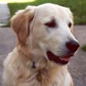 Golden Retriever Golden Retriever