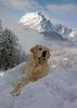 , Unser Baxlay in Kitzb�hel am Wilden Kaiser