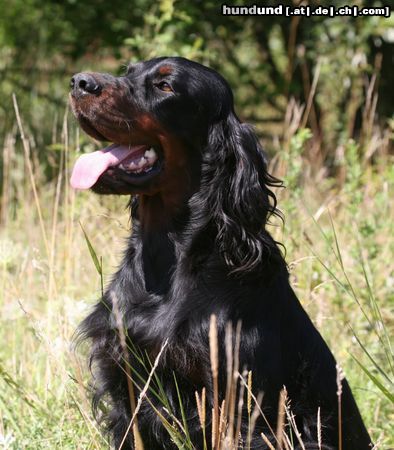 Gordon Setter Hundehaufen der Kemtin�s Black