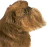 Griffon Bruxellois, Brüsseler Griffon Griffon Bruxellois, Brüsseler Griffon