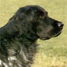 Grosser Münsterländer, Grosser Münsterländer Vorstehhund Grosser Münsterländer, Grosser Münsterländer Vorstehhund