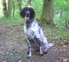 Grosser M�nsterl�nder, Chavah, 1 Jahr