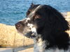 Grosser M�nsterl�nder, Niki im Urlaub