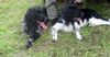 Grosser M�nsterl�nder, Odin und Dark