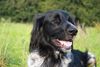 Grosser M�nsterl�nder, Josy 6 Jahre 