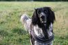 Grosser M�nsterl�nder, Josy 6 Jahre 