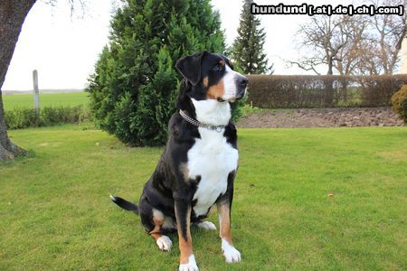 Grosser Schweizer Sennenhund Anni vom K�sterhof 3 Jahre alt